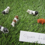 Cow-Series-Grass-Fed, 2015 Mieko Meguro